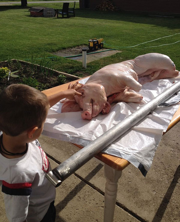 Little scientist playing with the pig eye