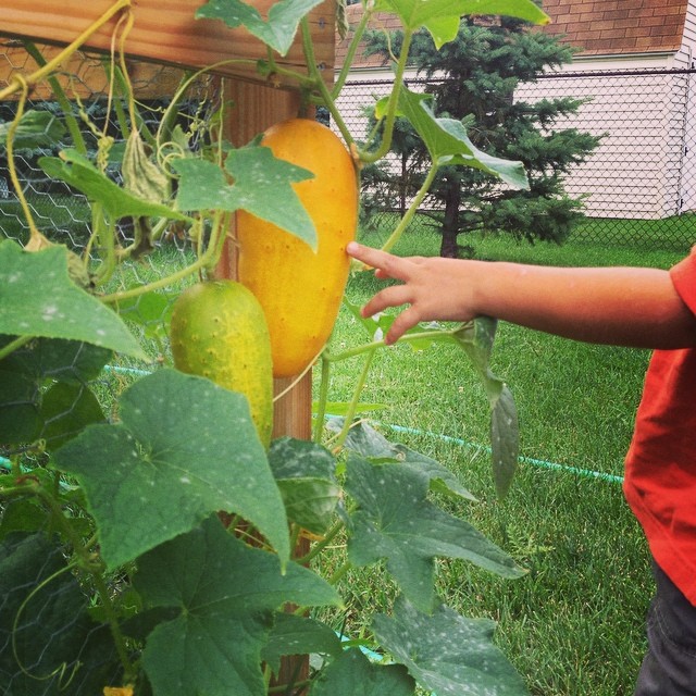 vacation cucumbers gone yellow