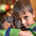 Dachshund rescue meets new human