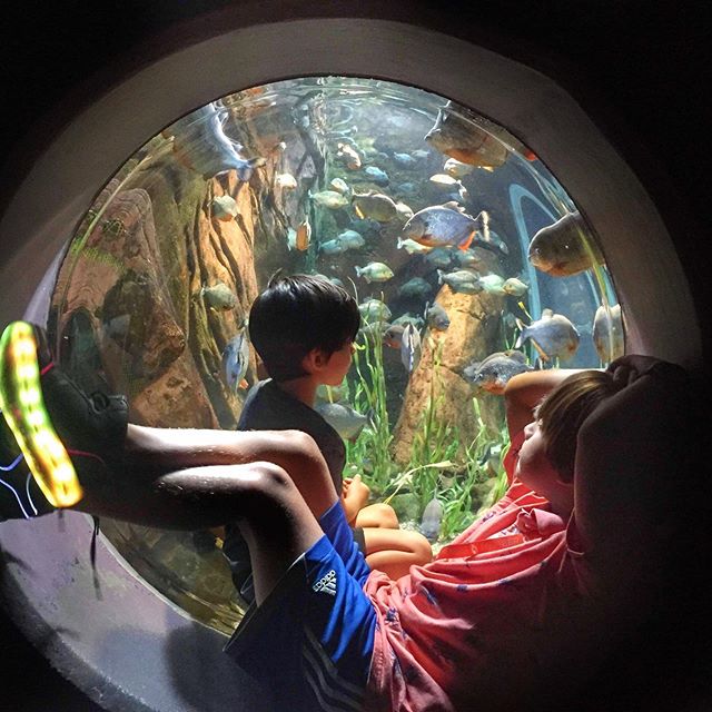 You can take the boy off the island, but he still wants to hang with the fishes! 🐠 🐟 🐙 🌊 The adventures with Gaga at @georgiaaquarium continue! #summerbreak #aquarium #fieldtrip @bachatakim
