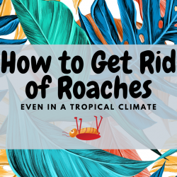 how to get rid of roaches