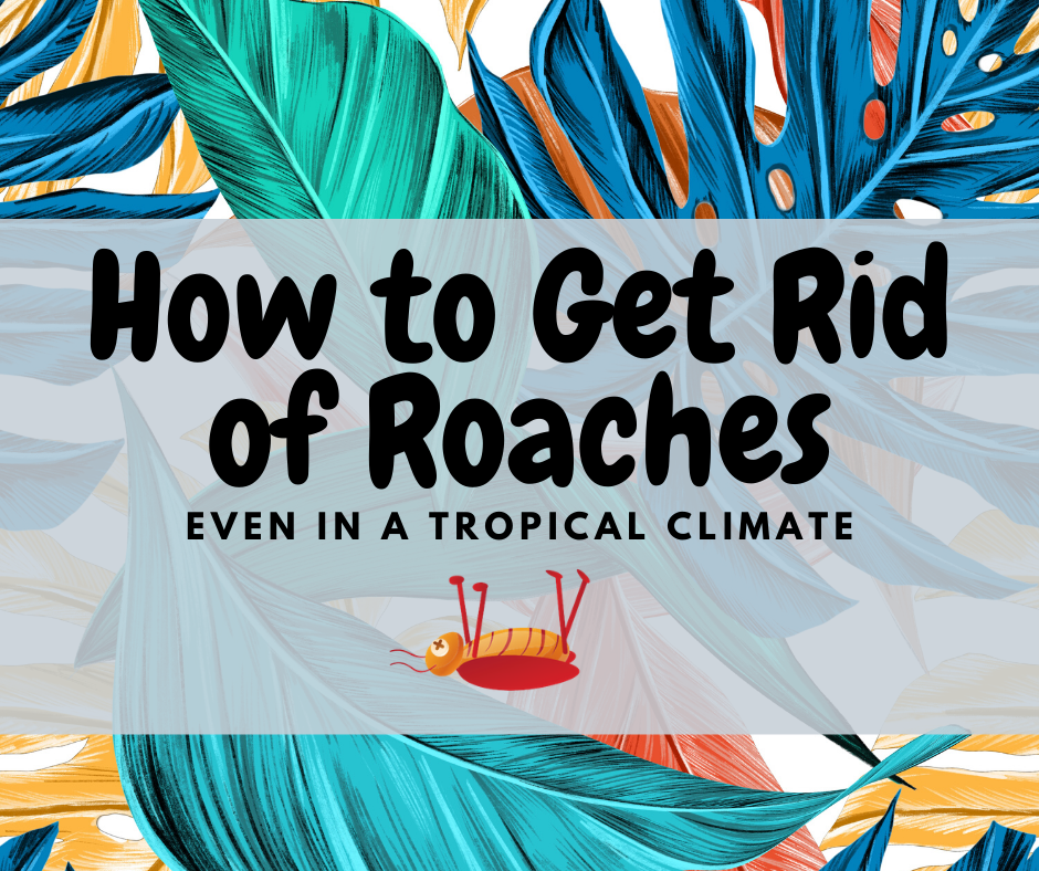 how to get rid of roaches