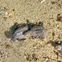 Hawksbill turtle hatchling on St Croix