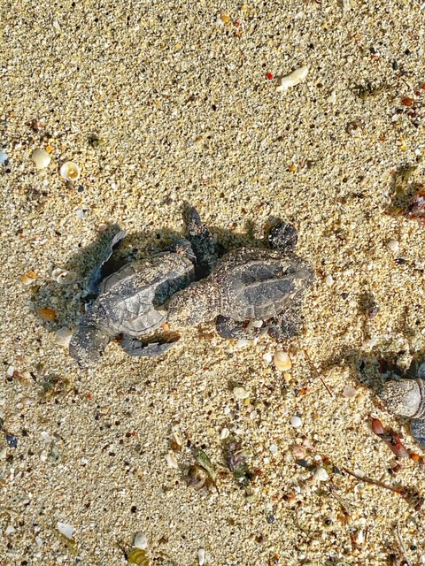 Hawksbill turtle hatchling on St Croix